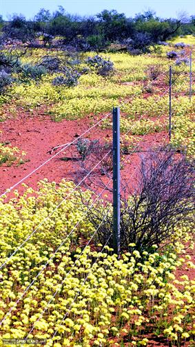 Wildflowers & Fence, WA. 